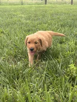 Liberty, a female Golden Retriever for sale in Cub Run, KY – 2 of 3