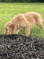 Betsy AKC, a female Golden Retriever for sale in Cub Run, KY – 4 of 5