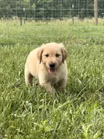 Mary AKC, a female Golden Retriever for sale in Cub Run, KY – 4 of 10