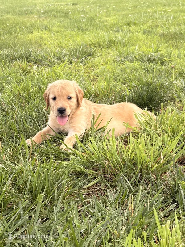 Ginny – Golden Retriever puppy for sale in Cub Run, KY