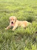 Ginny AKC, a female Golden Retriever for sale in Cub Run, KY – 1 of 8