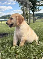 Rosie AKC, a female Golden Retriever for sale in Cub Run, KY – 4 of 8