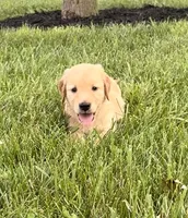 Ginny AKC, a female Golden Retriever for sale in Cub Run, KY – 3 of 8