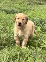 Betsy AKC, a female Golden Retriever for sale in Cub Run, KY – 2 of 5