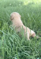 Bell, a female Golden Retriever for sale in Cub Run, KY – 2 of 4