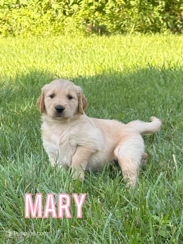 Mary – Golden Retriever puppy for sale in Cub Run, KY