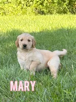 Mary, a female Golden Retriever for sale in Cub Run, KY – 1 of 4