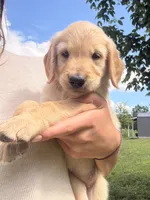 Rosie AKC, a female Golden Retriever for sale in Cub Run, KY – 6 of 8