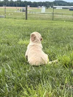 Dolly, a female Golden Retriever for sale in Cub Run, KY – 2 of 5