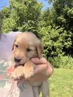 Ginny, a female Golden Retriever for sale in Cub Run, KY – 3 of 3