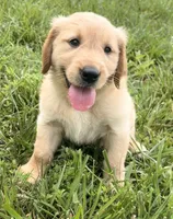 Mary AKC, a female Golden Retriever for sale in Cub Run, KY – 5 of 10