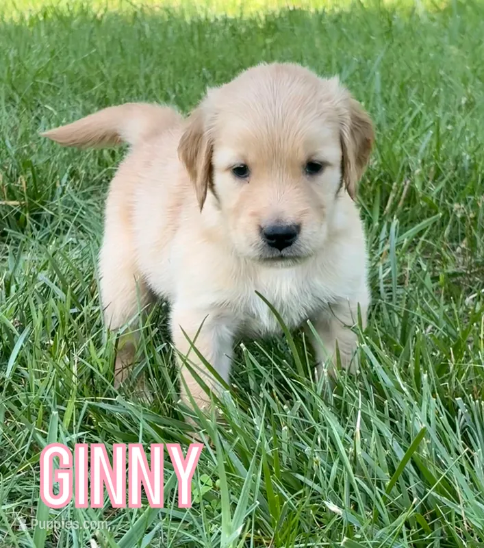 Ginny – Golden Retriever puppy for sale in Cub Run, KY