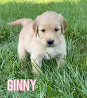 Ginny, a female Golden Retriever for sale in Cub Run, KY – 1 of 3