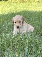 Ginny, a female Golden Retriever for sale in Cub Run, KY – 2 of 3