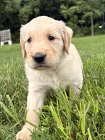 Dolly, a female Golden Retriever for sale in Cub Run, KY – 5 of 5