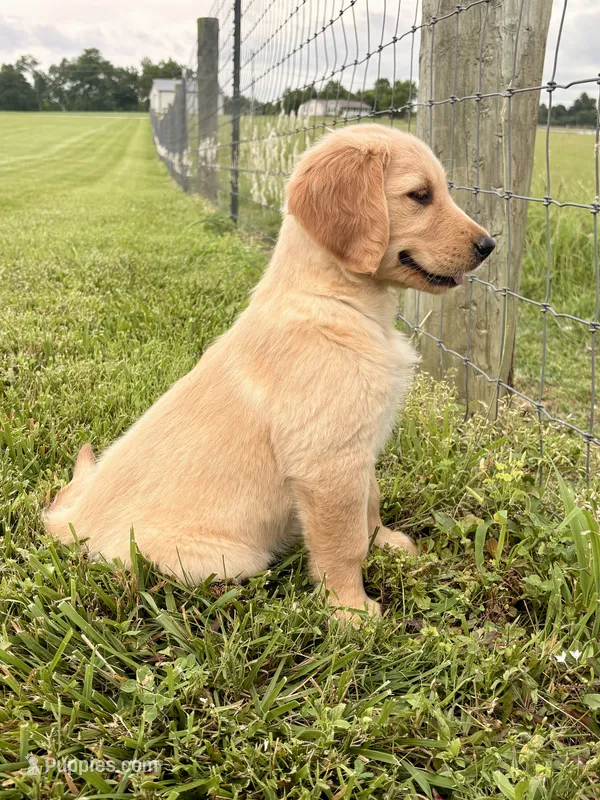 Mary AKC – Golden Retriever puppy for sale in Cub Run, KY