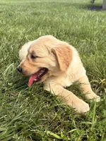 Mary AKC, a female Golden Retriever for sale in Cub Run, KY – 3 of 10