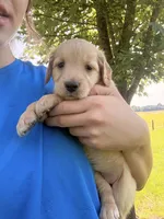 Bell, a female Golden Retriever for sale in Cub Run, KY – 3 of 4