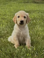 Rosie AKC, a female Golden Retriever for sale in Cub Run, KY – 2 of 8