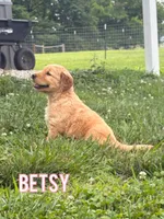 Betsy AKC, a female Golden Retriever for sale in Cub Run, KY – 5 of 5
