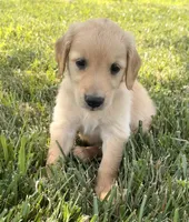 Bell AKC, a female Golden Retriever for sale in Cub Run, KY – 6 of 9