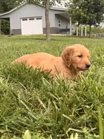 Liberty AKC, a female Golden Retriever for sale in Cub Run, KY – 8 of 8