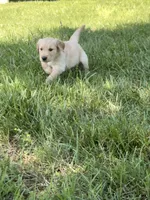 Mary, a female Golden Retriever for sale in Cub Run, KY – 2 of 4