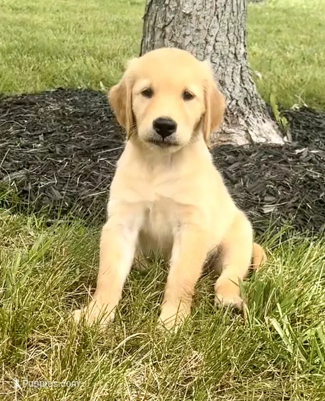 Ginny AKC – Golden Retriever puppy for sale in Cub Run, KY