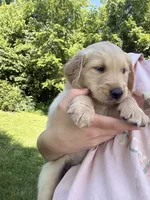 Mary, a female Golden Retriever for sale in Cub Run, KY – 3 of 4