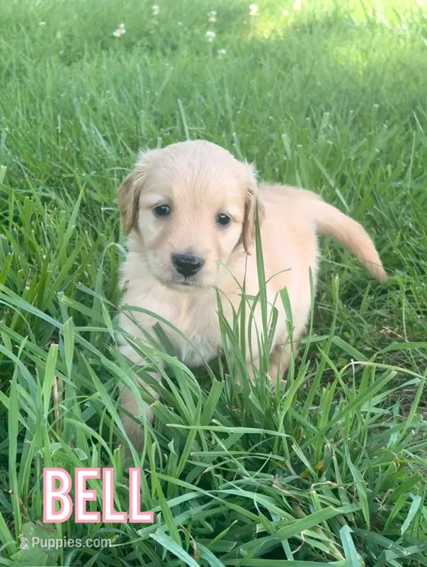 Bell – Golden Retriever puppy for sale in Cub Run, KY
