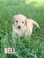 Bell, a female Golden Retriever for sale in Cub Run, KY – 1 of 4
