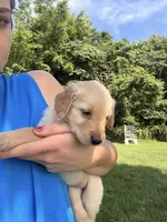 Rosie, a female Golden Retriever for sale in Cub Run, KY – 3 of 3