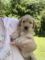 Betsy, a female Golden Retriever for sale in Cub Run, KY – 2 of 3