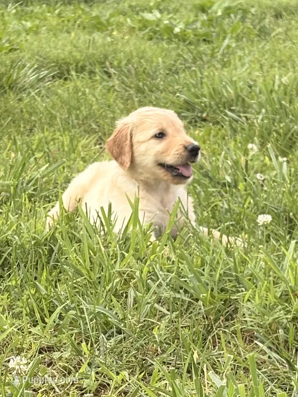 Rosie – Golden Retriever puppy for sale in Cub Run, KY