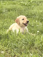 Rosie AKC, a female Golden Retriever for sale in Cub Run, KY – 5 of 8