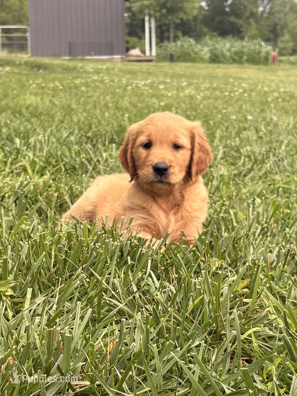 Liberty – Golden Retriever puppy for sale in Cub Run, KY