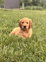 Liberty AKC, a female Golden Retriever for sale in Cub Run, KY – 1 of 8