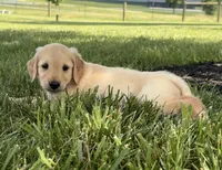 Rosie AKC, a female Golden Retriever for sale in Cub Run, KY – 7 of 8