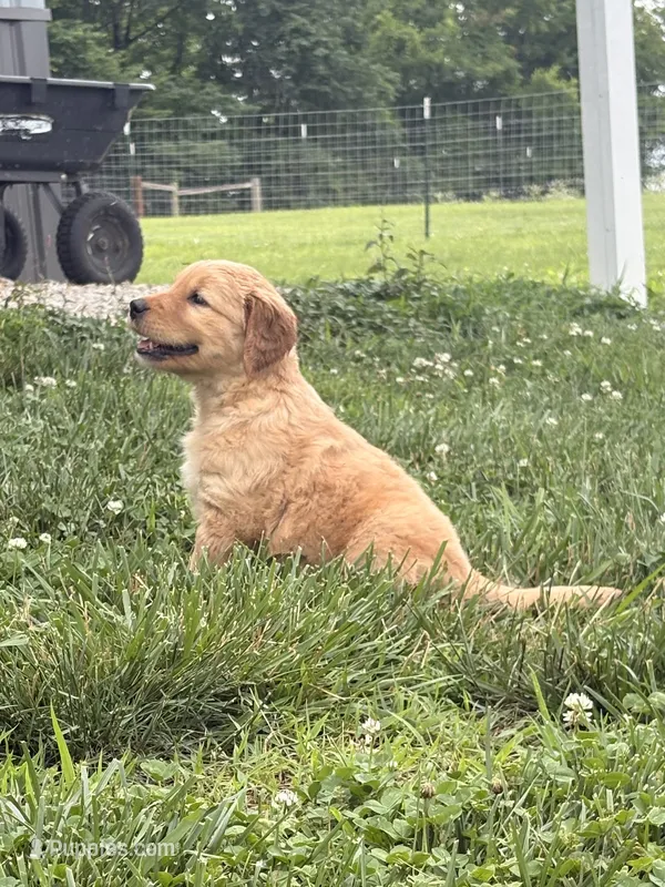 Betsy – Golden Retriever puppy for sale in Cub Run, KY