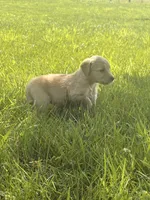 Bell, a female Golden Retriever for sale in Cub Run, KY – 4 of 4