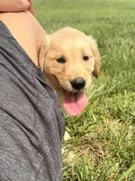 Mary AKC, a female Golden Retriever for sale in Cub Run, KY – 2 of 10