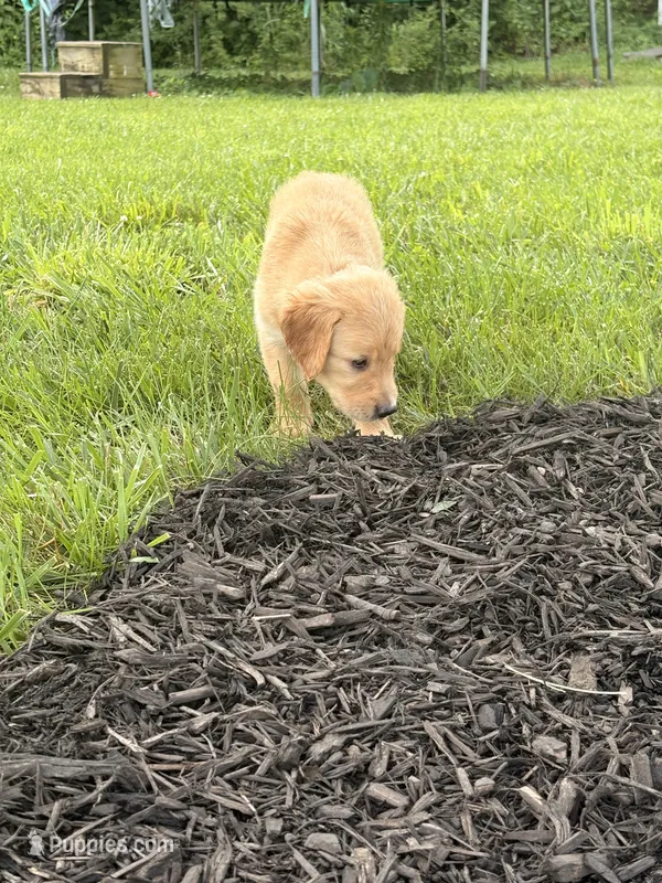 Ginny AKC – Golden Retriever puppy for sale in Cub Run, KY