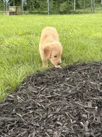 Ginny AKC, a female Golden Retriever for sale in Cub Run, KY – 1 of 3