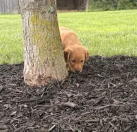 Liberty AKC, a female Golden Retriever for sale in Cub Run, KY – 2 of 8
