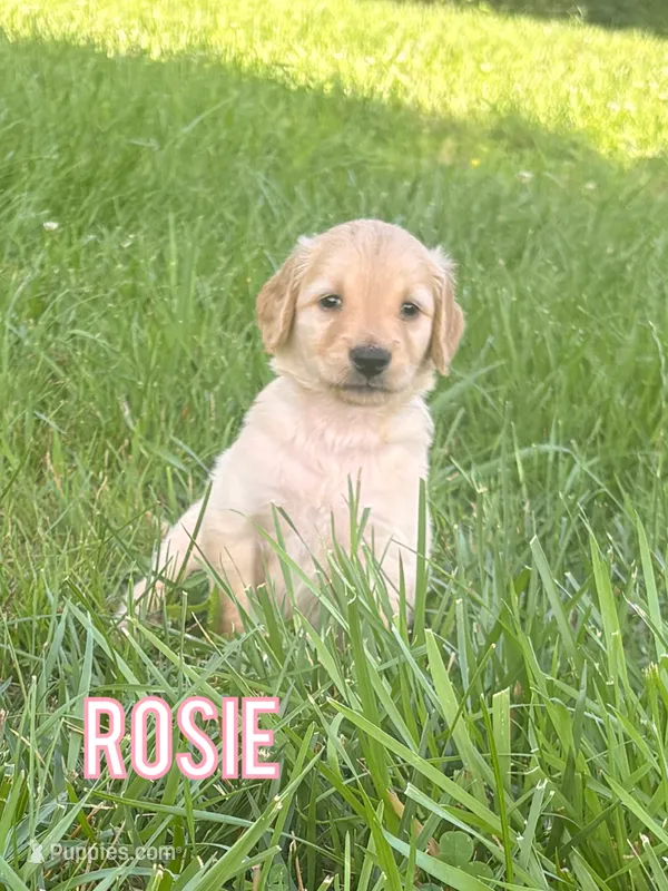 Rosie – Golden Retriever puppy for sale in Cub Run, KY