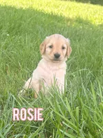 Rosie, a female Golden Retriever for sale in Cub Run, KY – 1 of 3