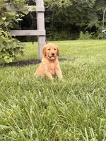 Liberty AKC, a female Golden Retriever for sale in Cub Run, KY – 4 of 8
