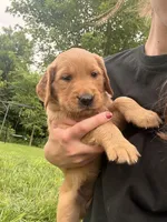 Liberty, a female Golden Retriever for sale in Cub Run, KY – 3 of 3