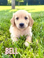 Bell AKC, a female Golden Retriever for sale in Cub Run, KY – 9 of 9