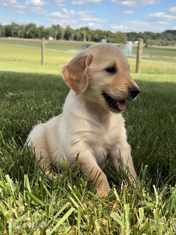 Rosie – Golden Retriever puppy for sale in Cub Run, KY